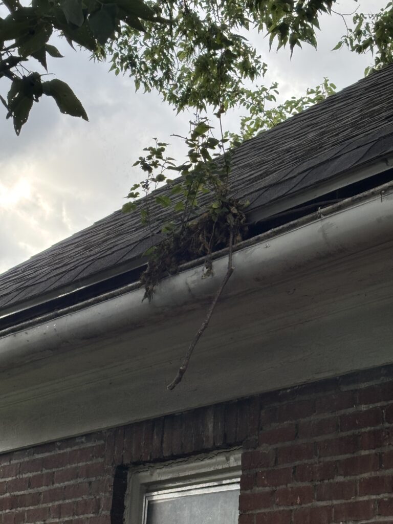 Gutter cleaning in Roanoke, VA with vegetation growing from clogged gutters